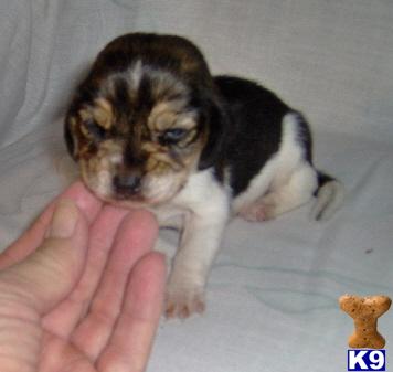 Beagle Puppies for Sale